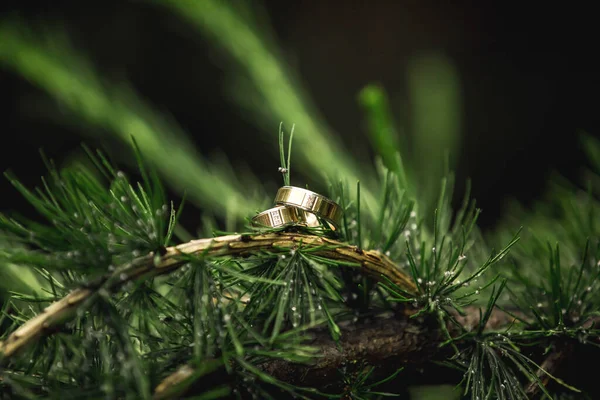 クリスマスツリーの枝に金の結婚指輪との婚約指輪屋外クローズアップ愛と結婚シンボル結婚式の日のコンセプトクリスマスツリーの背景 — ストック写真