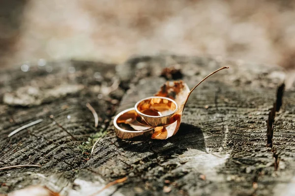 木の樹皮やキノコの木に金の結婚指輪のペア マットな表面を持つ素朴な結婚指輪 自然愛好家のためのジュエリー — ストック写真