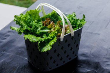 Plastik kahvaltı sepetinde organik salata bitkileri, siyah arka planda, organik salata bahçe işlerinde, seçici odak, tarım ve kendi gıda konseptinizi yetiştirmek. Çevre yeşili Sağlıklı Yeme