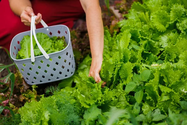 stock image A woman in a red dress collects lettuce leaves, arugula, dill, cilantro, parsley in the garden. Growing organic greens and herbs for cooking. Concept of healthy eating. Close-up photo