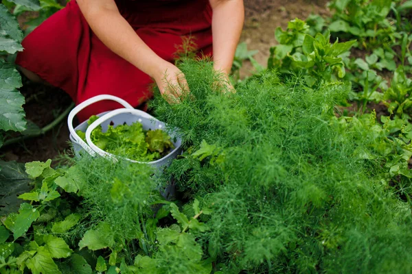 stock image A woman in a red dress collects lettuce leaves, arugula, dill, cilantro, parsley in the garden. Growing organic greens and herbs for cooking. Concept of healthy eating. Close-up photo