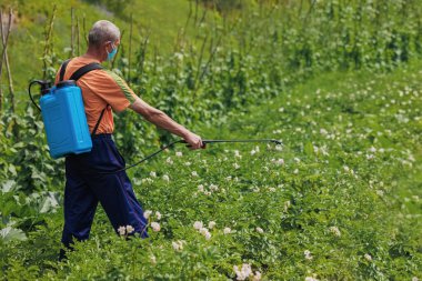 An elderly man in the village sprays his vegetable garden against pests. A worker sprays pesticide on green potato leaves outdoors. Pest control