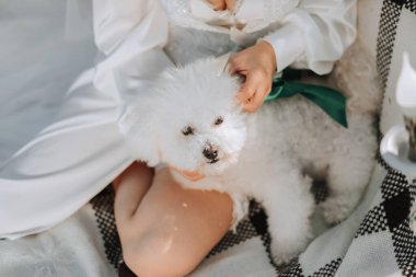 Beyaz elbiseli genç, zarif bir gelin kafasında taze çiçeklerle bahçede fino köpeğiyle poz veriyor.