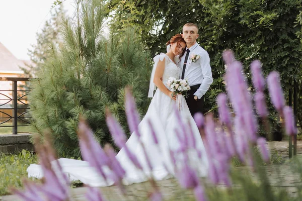 portrait of the bride and groom in the park, the bride and groom are hugging and tenderly kissing. A lavender bush in the foreground. Wedding walk in the park. Long train of the dress
