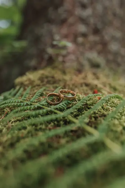 森林或公园里的绿色蕨类和绿色苔藓背景上的金色经典结婚戒指 — 图库照片