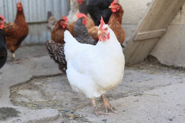 Bir grup tavuk ve bir horoz güneşli bir günde bir köyde bir çiftlikte otlarlar. Organik bir çiftlikteki tavuklar. Bahar ya da yaz günü. Farklı renkte tavuklar. Beyaz tavuklar. Kırmızı tavuklar.