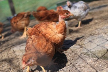 Bir grup genç tavuk ve gri, beyaz, kırmızı horoz köy bahçesinde yürüyor, yiyecekleri gagalıyorlar. Bir yaz günü çitin arkasındaki tavuklar açık havada yemek yiyor..