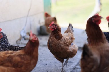 Bir grup tavuk ve bir horoz güneşli bir günde bir köyde bir çiftlikte otlarlar. Organik bir çiftlikteki tavuklar. Bahar ya da yaz günü. Farklı renkte tavuklar. Beyaz tavuklar. Kırmızı tavuklar.