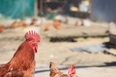 Kırmızı horoz kütükte şarkı söylüyor. Konsept: Uyanma zamanı. Bahçedeki çamurda evcil horoz portresi