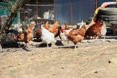 Bir grup tavuk ve bir horoz güneşli bir günde bir köyde bir çiftlikte otlarlar. Organik bir çiftlikteki tavuklar. Bahar ya da yaz günü. Farklı renkte tavuklar. Beyaz tavuklar. Kırmızı tavuklar.