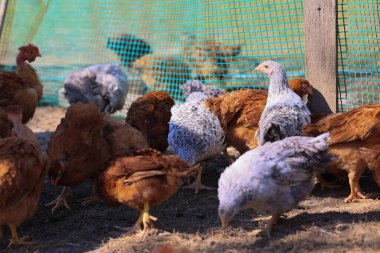 Bir grup genç tavuk ve gri, beyaz, kırmızı horoz köy bahçesinde yürüyor, yiyecekleri gagalıyorlar. Bir yaz günü çitin arkasındaki tavuklar açık havada yemek yiyor..