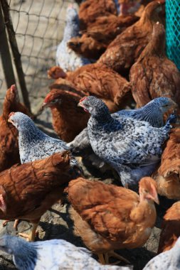 Bir grup genç tavuk ve gri, beyaz, kırmızı horoz köy bahçesinde yürüyor, yiyecekleri gagalıyorlar. Bir yaz günü çitin arkasındaki tavuklar açık havada yemek yiyor..