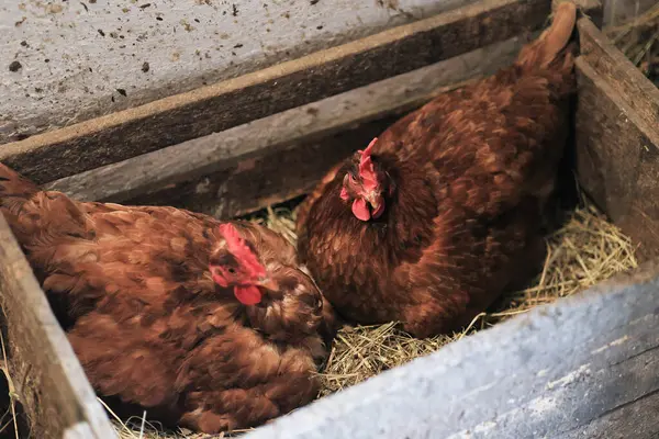 hen hatching eggs in nest of straw inside a wooden chicken coop. Brown hen sits on the eggs in hay inside chicken coop