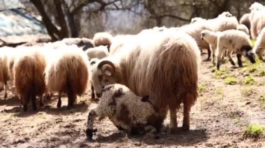 Evcil bir koyun yeni doğmuş küçük bir kuzuyu besler. Dağlardaki kırsal bir çiftlikte koyun sürüsü. Tarım faaliyetleri