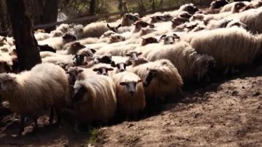 Büyük yünlü koyunlar otlakta yürüyor. İlkbaharda, sığırlar dağlarda otlamak için dışarı çıkar. Kırsal hayvan çiftliği. Bir koyun sürüsü otlağa gider. Çiftlikteki koyunlar