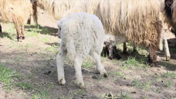 Small White Newborn Lamb Flock Sheep Trying Find Its Mother — Stock Video