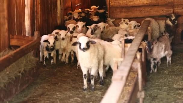 谷仓里的小羊出去觅食 家庭农场 谷仓里的一群羊 可爱的宠物正在看着摄像机 — 图库视频影像
