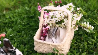 Sevimli küçük Paskalya tavşanları çimen yiyor ve bahar çiçekleriyle hasır bir sepetin içinde Paskalya yumurtalarının yanında oynuyorlar. Kapatın. Geleneksel bahar tatili.