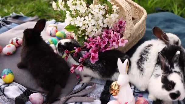 一群可爱的小兔子在大自然中玩耍 它们接近五彩缤纷的复活节彩蛋和篮子里的春花 复活节兔子蛋和复活节蛋的概念 — 图库视频影像