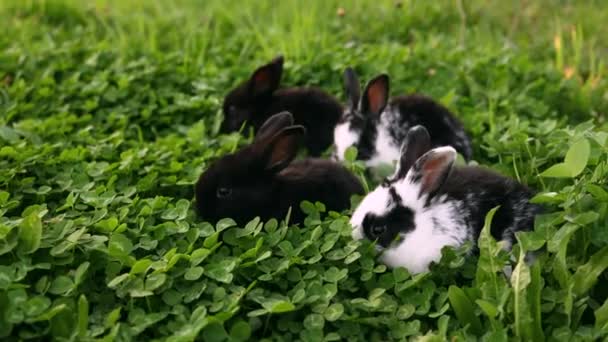 Little Rabbits Graze Grass Field Group Domestic Cute Adorable Fluffy — Stock Video
