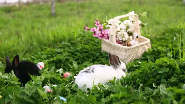 Urocze Króliczki Wielkanocne Jedzą Trawę Obok Pisanek Wiklinowy Kosz Wiosennymi — Wideo stockowe