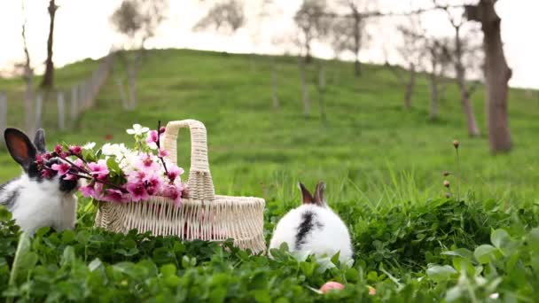 Urocze Króliczki Wielkanocne Jedzą Trawę Bawią Się Pobliżu Pisanek Wiklinowego — Wideo stockowe