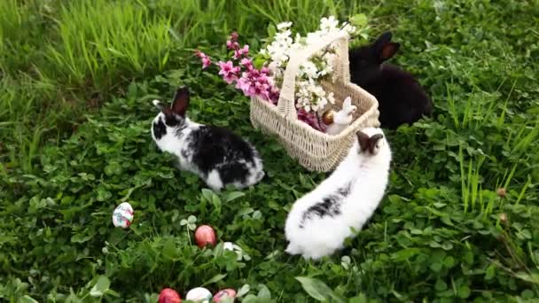 Roztomilí Malí Velikonoční Zajíčci Jedí Trávu Hrají Velikonočních Vajíček Proutěného — Stock video