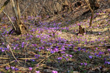 Kuru yaprakların arasında eski bir ormanda büyüyen mor bir tarla faresi. Timsahlar. Toprağın restorasyonu. Yeni bir hayat. İlk bahar çiçekleri. Doğanın gücü.