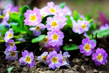 Moonstone Primrose Bicolor Rosette F1 Polyanthus 'a yakın. Sarı yapraklı, dayanıklı bahar çiçekli, uzun ömürlü..