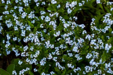 Makro renkte Brunnera Macrophylla 'Jack Frost' çiçekleri. Mavi çiçekler ve yumuşak yapraklar. bitkiler