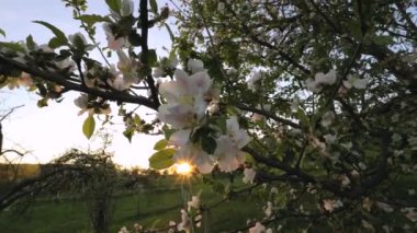 Merhaba bahar. Bahar zamanı beyaz-pembe elma çiçeği. Gün batımında çiçek açan elma ağacı. Güneş ışınları. Taze bahar çiçeklerine ve çiçek açan bahçeye yakın. İlham verici bir manzara.