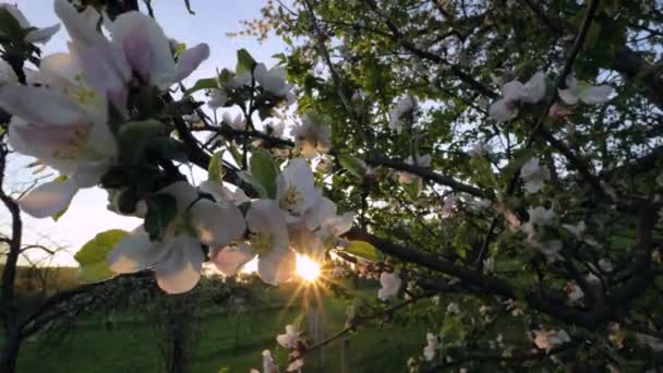 Hello Spring White Pink Apple Blossom Spring Time Blossoming Apple — Stock Video