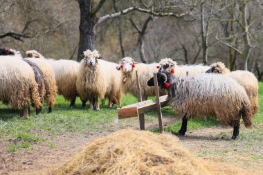 Bir grup koyun bir tarlada duruyor, bir yalaktan yemek yiyorlar. Sahne huzurlu ve sakin, otların üzerinde otlayan koyunlar ve üzerlerinde güneş parlıyor.