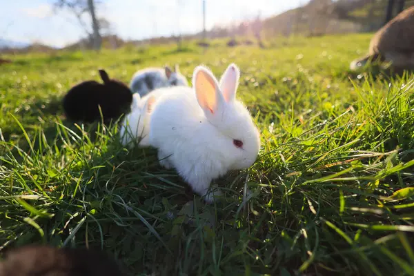 A white rabbit is standing in a field of grass. The rabbit is the only one in the image
