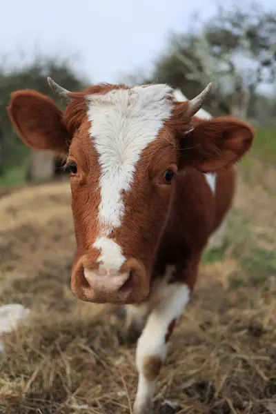 A cow with white spots on its face is standing in a field. The cow has a curious expression on its face, looking directly at the camera