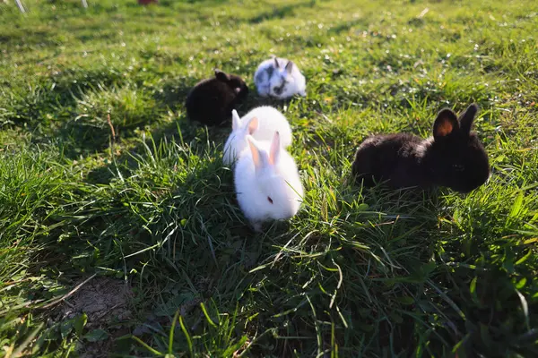 A group of four rabbits are standing in a grassy field. The rabbits are of different colors, with two of them being white and the other two being black. The scene is peaceful and calm