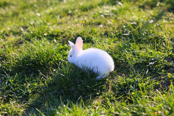 A white rabbit is sitting in the grass. The rabbit is small and fluffy. The grass is green and lush