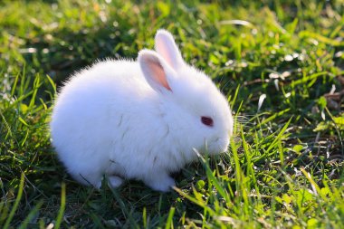 Küçük beyaz bir tavşan çimlerin üzerinde oturuyor. Tavşan kameraya bakıyor. Çimler yeşil, gökyüzü mavi.