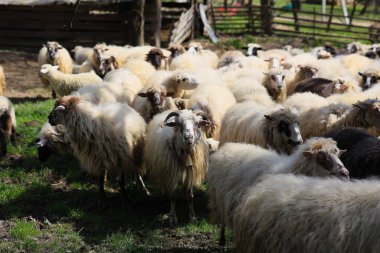 Bir koyun sürüsü tarlada duruyor. Koyunların hepsi farklı boyutlarda ve renklerde, ama hepsinin görünüşü aynı.