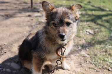 Bir köpek bir kayaya zincirlenir ve tasma takılır. Köpek üzgün bir ifadeyle kameraya bakıyor.