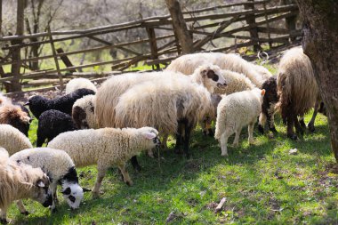Bir koyun sürüsü bir tarlada otluyor. Koyunların boyutları ve renkleri farklıdır, bazıları siyah ve beyazdır. Sahne huzurlu ve huzurlu, koyunlar tarlaya saçılmış.