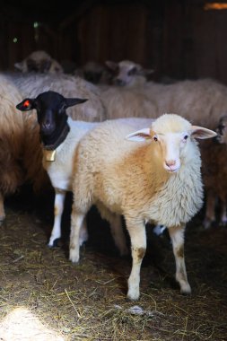 Bir ağılda yan yana duran iki koyun. Biri siyah ve beyaz.