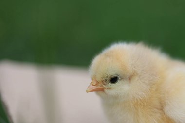 Bir civciv kameraya bakıyor. Yavru küçük ve sarı.