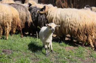 Küçük beyaz bir koyun diğer koyun sürüsüyle birlikte bir tarlada duruyor. Koyunların renkleri ve boyutları farklı ama beyaz olan en küçük ve en savunmasız olanı olarak göze çarpıyor. Huzur dolu bir sahne.