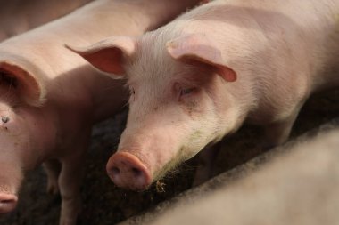Bir domuz ağzı açık kameraya bakıyor. Domuz diğer domuzlarla birlikte bir tarlada.