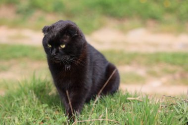 Pis görünüşlü siyah bir kedi çimlerin üzerinde oturuyor. Kedinin yüzünde bir rahatsızlık bakışı var ve gözleri tamamen açık durumda. Sahne huzurlu ve sakin.