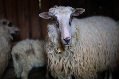 Boynunda zil olan bir koyun ahırda duruyor. Koyun ilginin odak noktasıdır ve görüntünün odak noktasıdır.