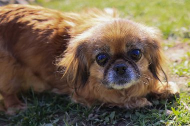 Siyah burunlu ve siyah gözlü küçük kahverengi bir köpek. Çimlerin üzerinde duruyor. Köpek kameraya bakıyor.