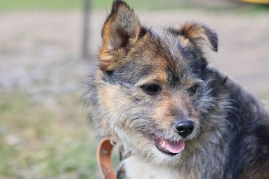 Kahverengi ve siyah paltolu bir köpek çimlerin üzerinde oturuyor. Boynunda kahverengi bir tasma var.