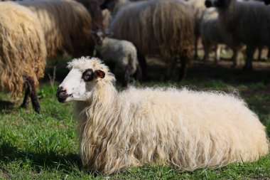 Beyaz yüzlü ve siyah kulaklı bir koyun çimlerin üzerinde uzanıyor.